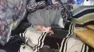 مثليه شقة في نعش مطيع