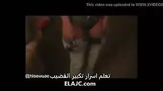 حفلة نكاح عربية ساخنة: شراميط تئن أثناء وضعية الكلب الخشنة