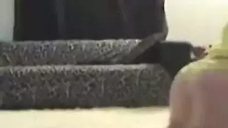 أم عربية مثيرة تتباهى بثدييها الكبيرين في بورن هواة ساخن