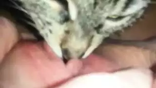 taboo xxx: animal and girl action