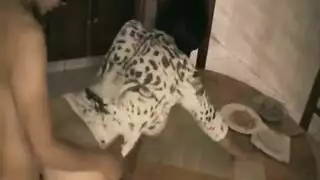 المداعبة مفلس جبهة مورو التدلي